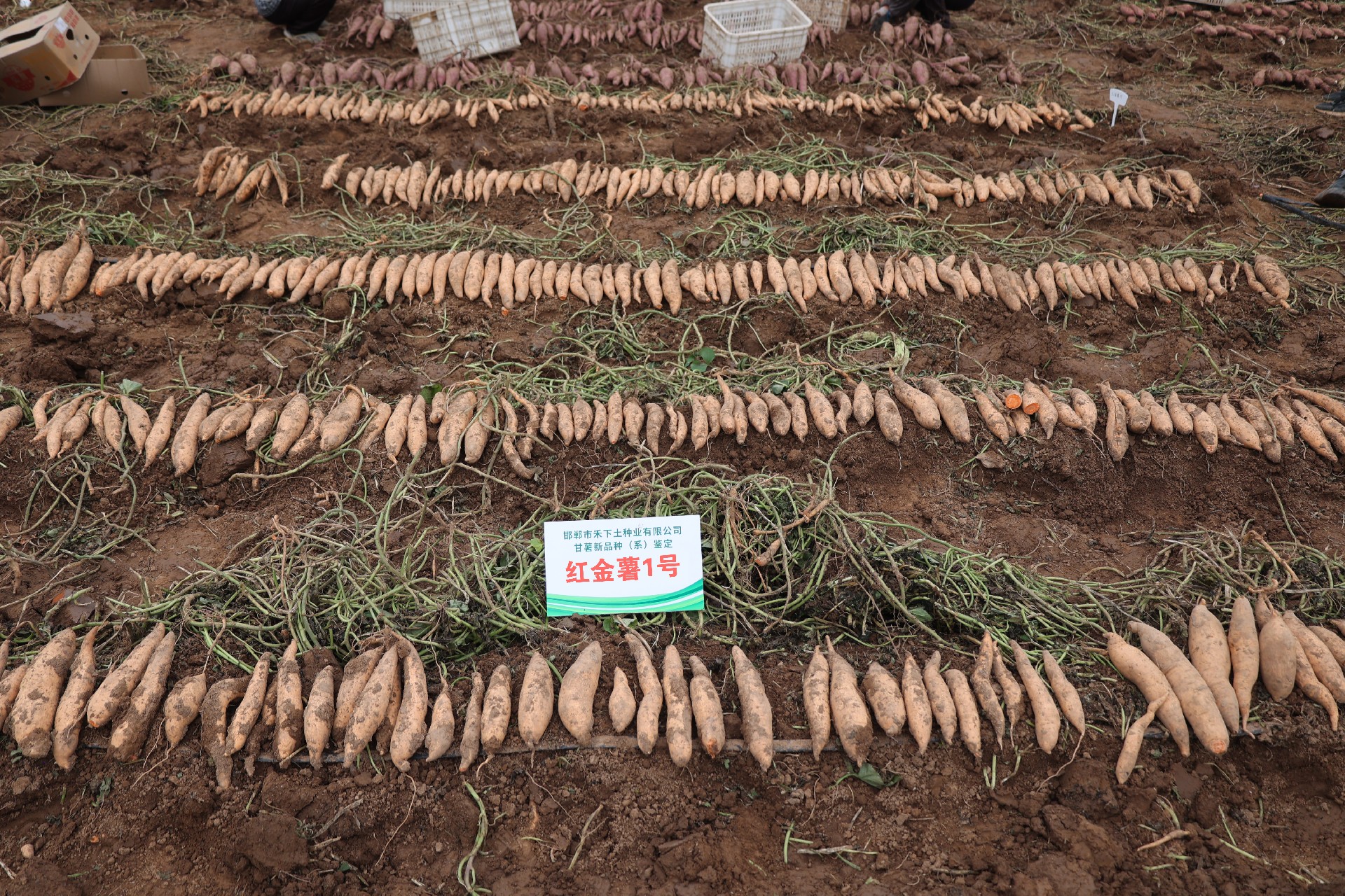 1772617380535717.jpg 红金薯1.jpg