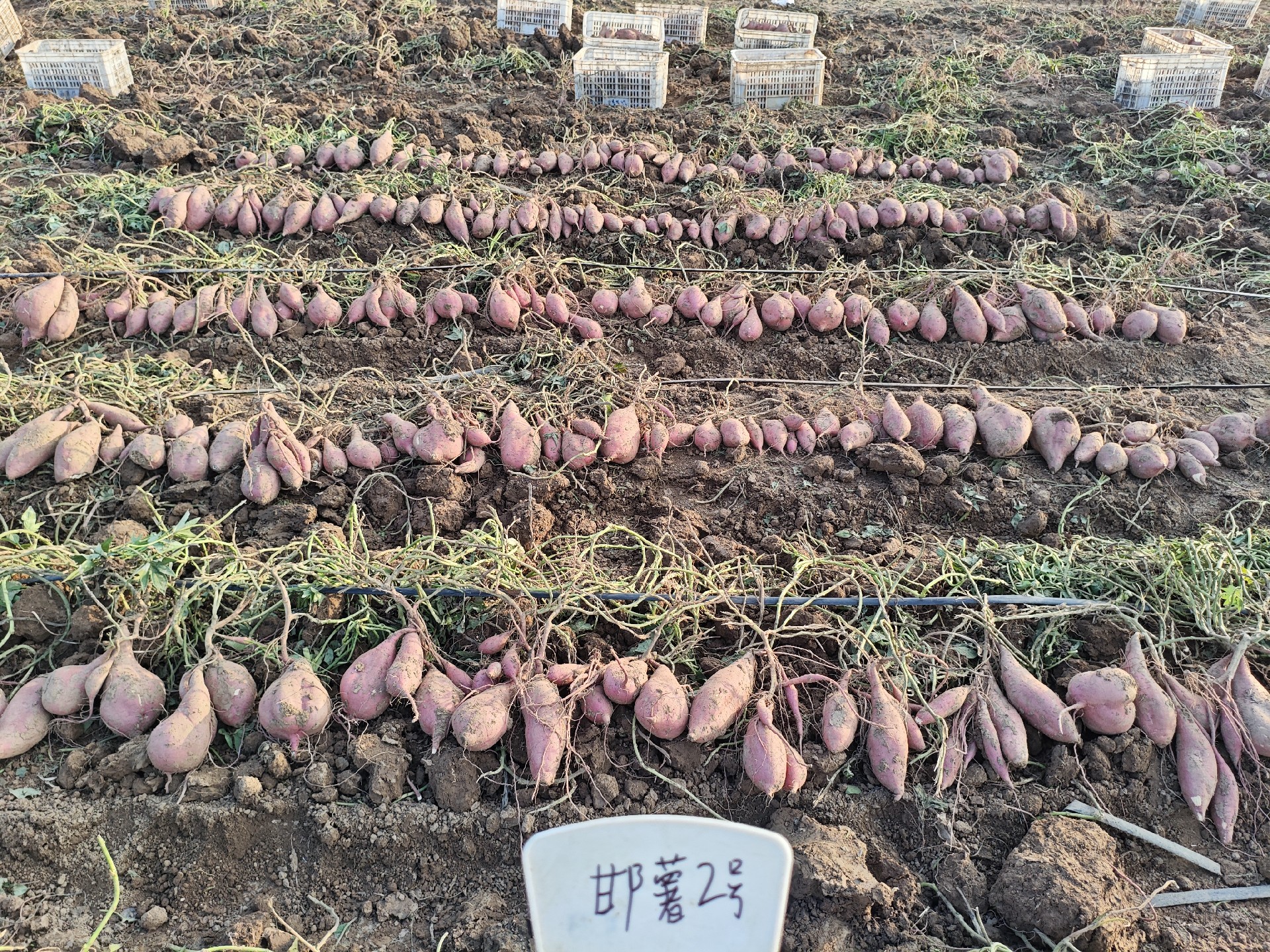 邯薯2号表现.jpg